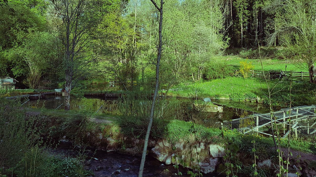 Gut Lauterbad Hotel Фройденштадт Экстерьер фото